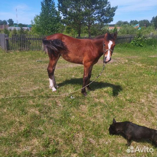 Лошадь жеребец