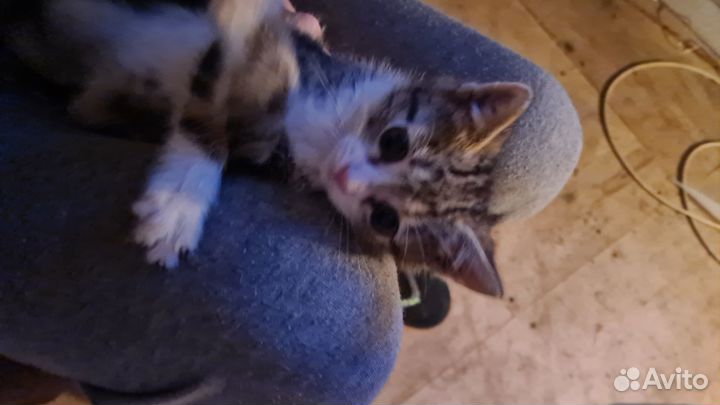 Котята в добрые руки бесплатно