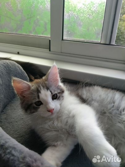 Мейн-кун Европейский тип 3-х месячный