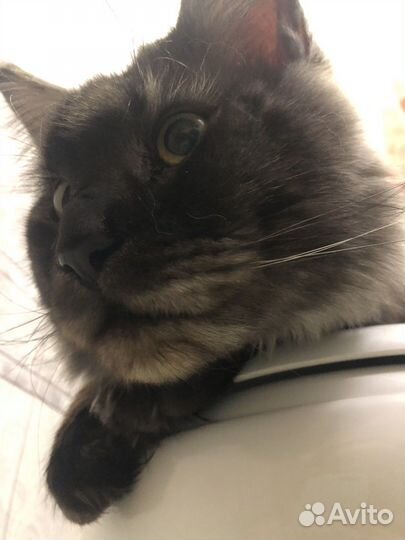Мейн-кун вязка