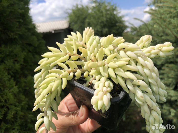 Суккуленты