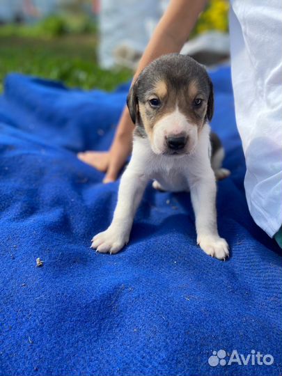 Щенки русской пегой гончей