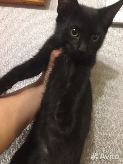 Черный котенок