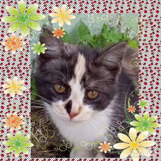 Котенок (девочка)