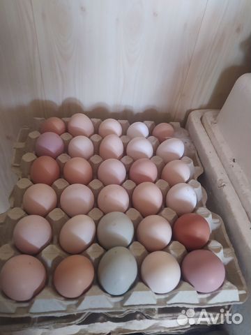 Инкубационное яйцо