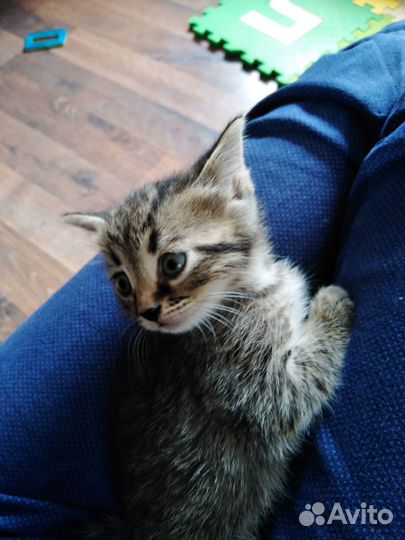 Котята отдам в добрые руки бесплатно