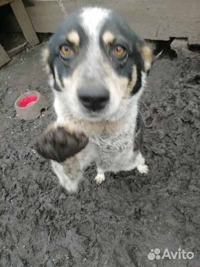 Трехлапая Дана ищет дом