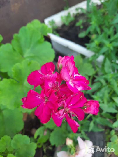 Герань пеларгония