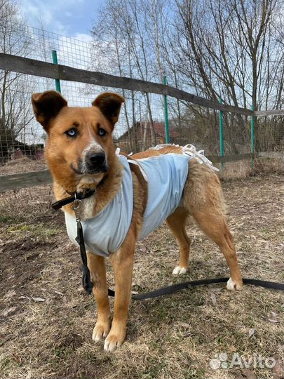 Собачку предали