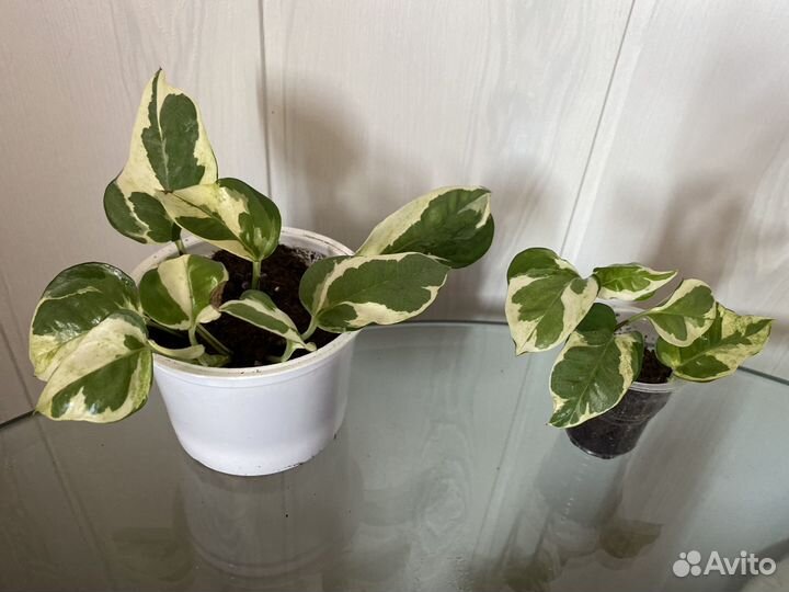 Эпипремнумы