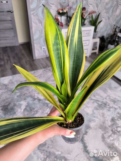 Сансевиерия сортовая