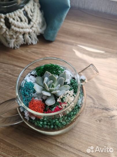 Флорариум, суккуленты, букет цветов