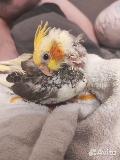 Попугай корелла мальчик птенец(забронирован)