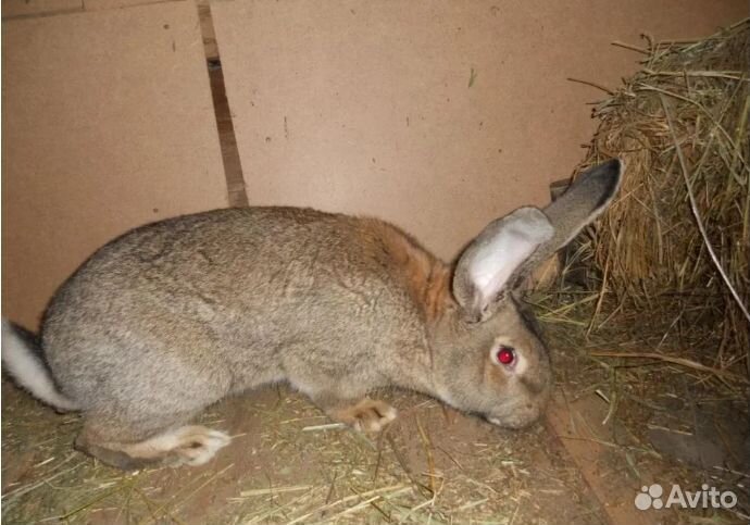 Кролики мясных пород великаны