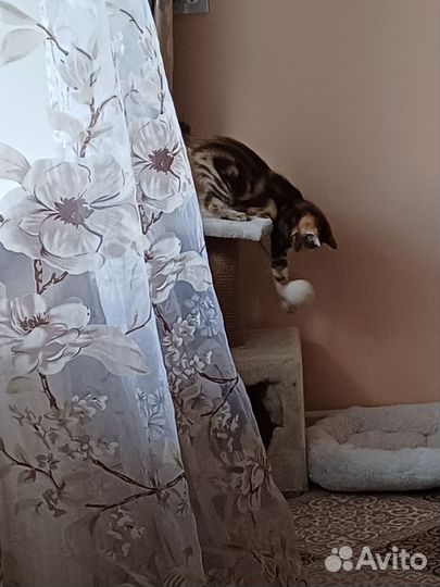 Котенок