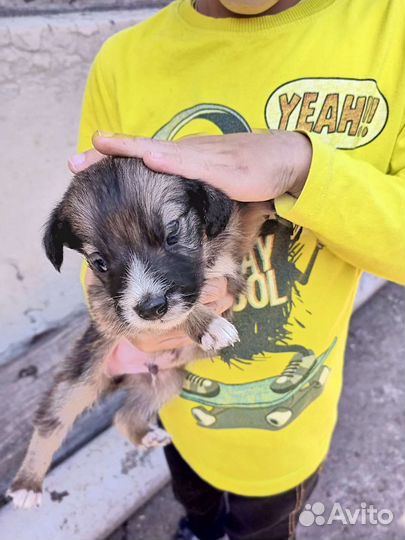 Собаки бесплатно в добрые руки щенки