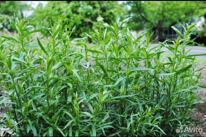 Розмарин, тархун, мелисса, орегано и др