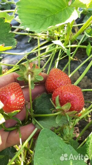 Рассада Купчиха