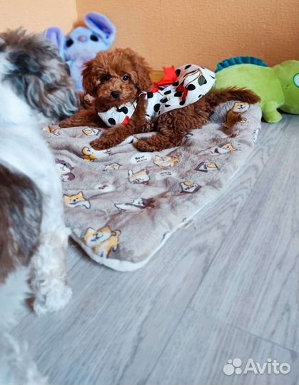 Мальтипу red браун