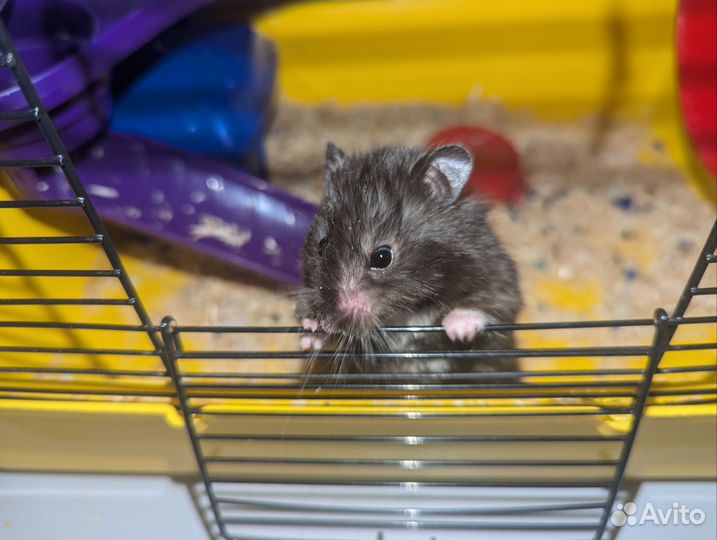 Продам хомяка с клеткой