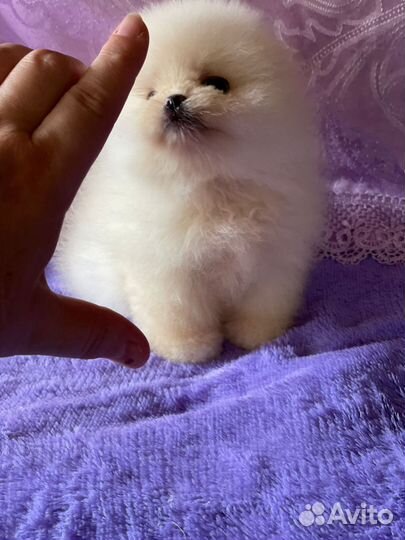 Микро мальчик померанского шпица