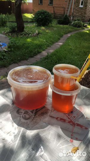 Черноклен. Майский Мед 2023