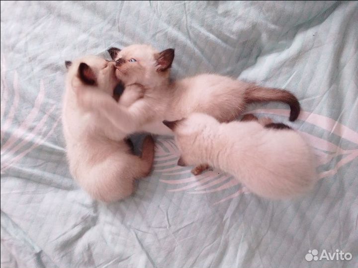 Сиамские котята