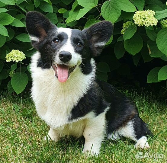 Щенки Вельш-корги кардиган