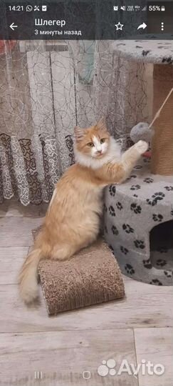Сибирская кошка