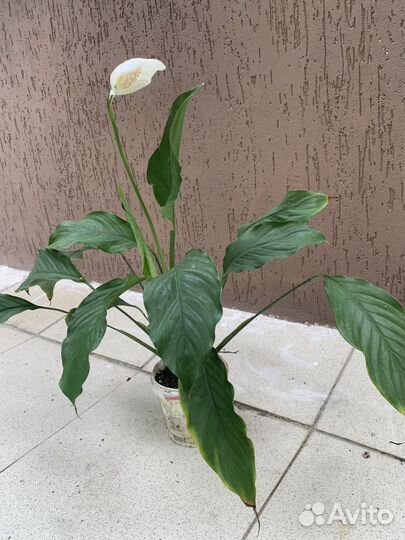 Спатифилум