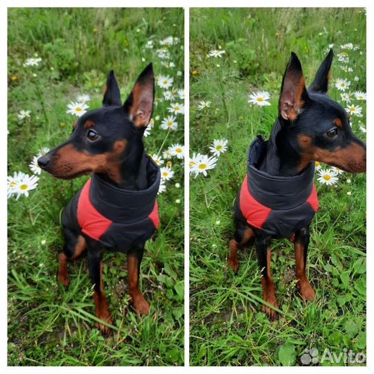 Купирование ушей, хвостов