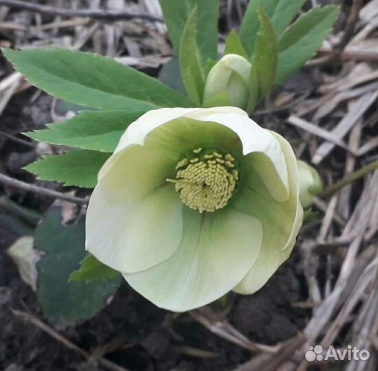 Морозник Кавказкий