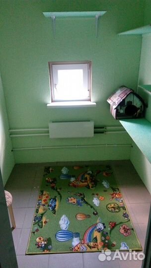 Передержка, гостиница для кошек и котов в Тольятти