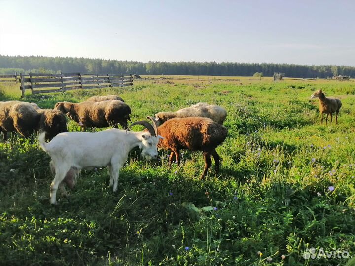Овцы курдючные и жирохвост