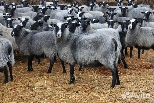 Овцы бараны ягнята романовские