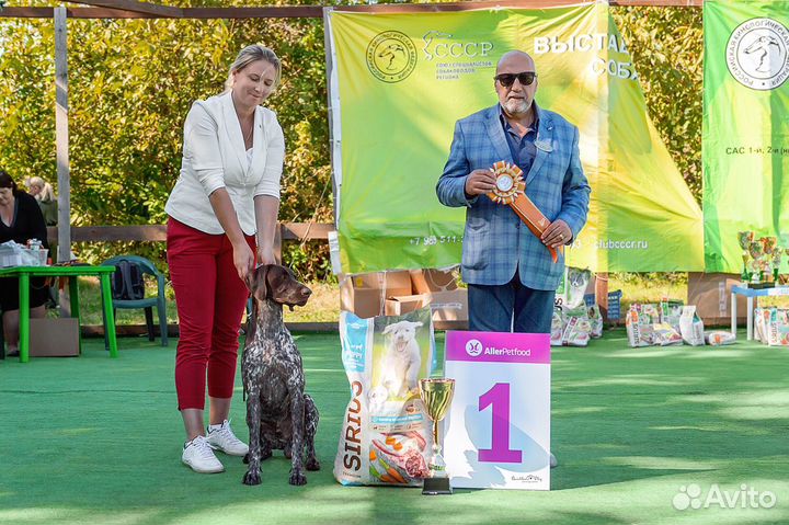 Услуги хендлера, показ собак на выставке