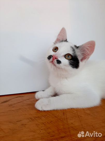 Ласкушка в добрые руки