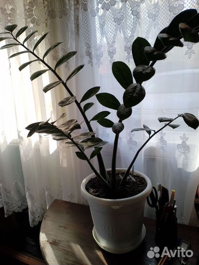 Долларовое дерево