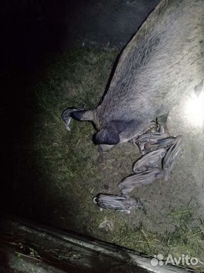 Овцы ягнята козы поросята крс