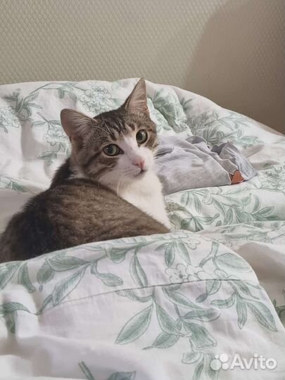 Котик в добрые руки