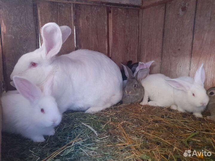 Кролики мясных пород
