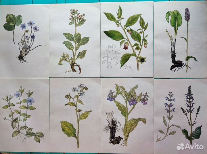 Ботаническиие иллюстрации атлас растений