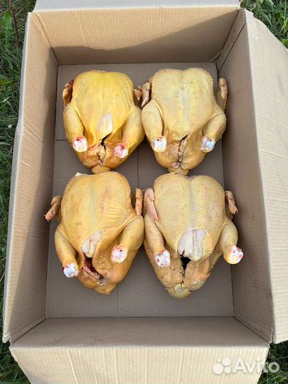 Бройлер домашний