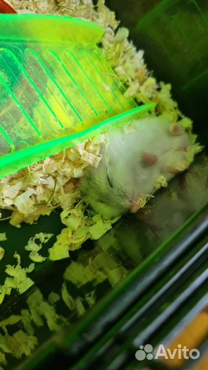 Джунгарский хомяк