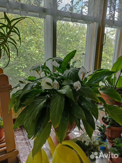 Комнатные растения цветы большие