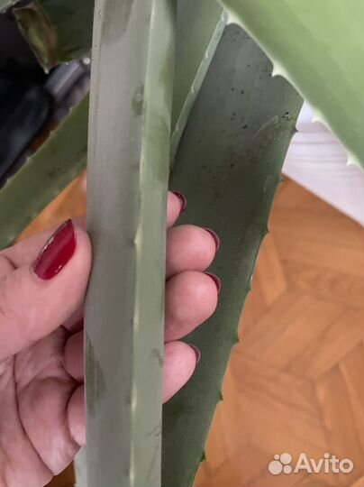 Алоэ лечебный более 7 лет