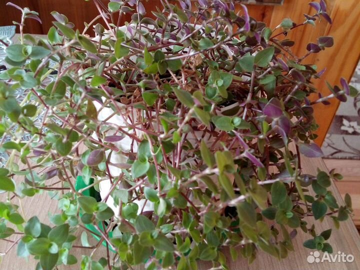 Кализия. Традесканция