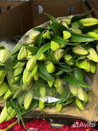 Лилия под заказ букет корзина коробка доставка