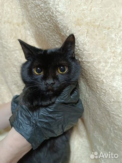 Кошки пантеры в ответственные руки