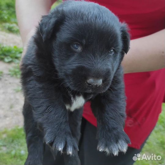 Щенки овчарки бесплатно